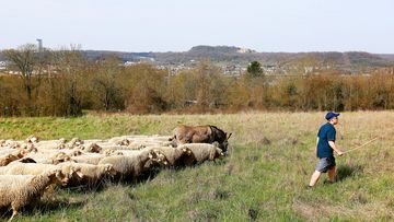 Transhumance au Plateau de Malzéville