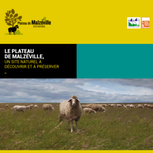 Animations printemps 2025