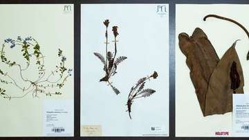 Planche d'herbier  - Jardins botaniques du Grand Nancy et de l'Université de Lorraine