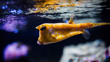 Aquariums du Muséum-Aquarium de Nancy