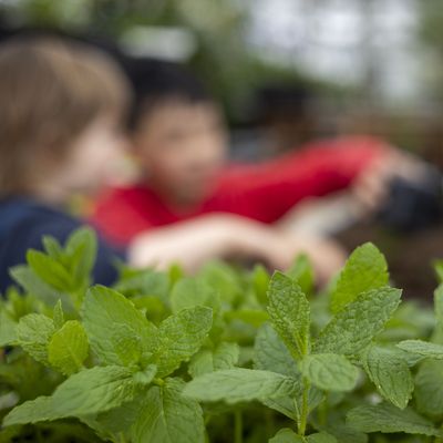 Projet national Villegarden