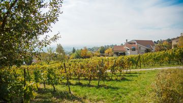 Les vignes de Dommartemont