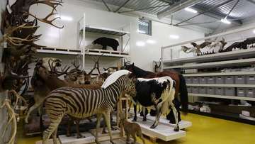Réserve : Salle des spécimens zoologiques - crédits Ville de Nancy Réserve : Salle des spécimens zoologiques - crédits Ville de Nancy