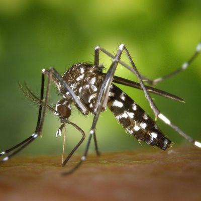 Lutte anti-vectorielle moustique tigre
