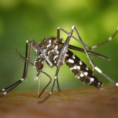 Lutte anti-vectorielle moustique tigre
